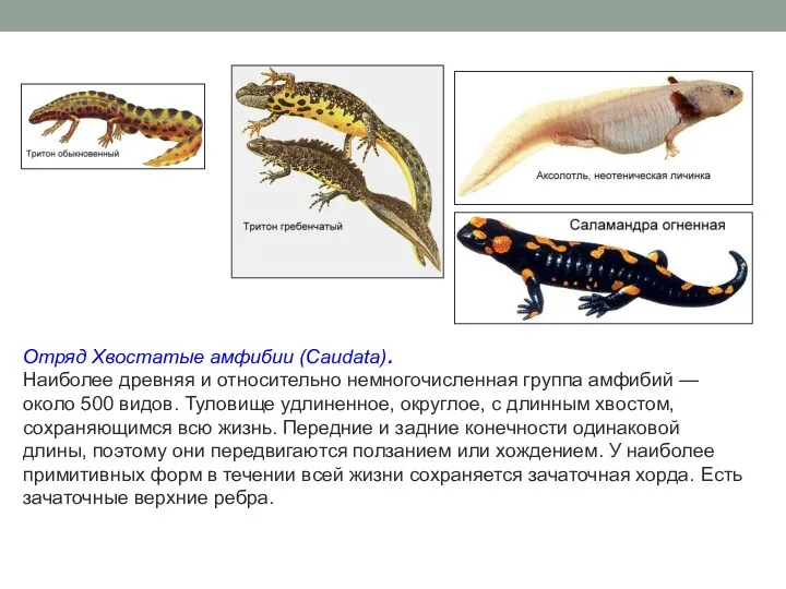 Отряд Хвостатые амфибии (Caudata). Наиболее древняя и относительно немногочисленная группа амфибий