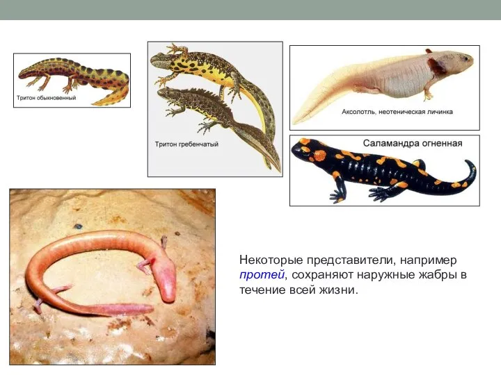 Некоторые представители, например протей, сохраняют наружные жабры в течение всей жизни.