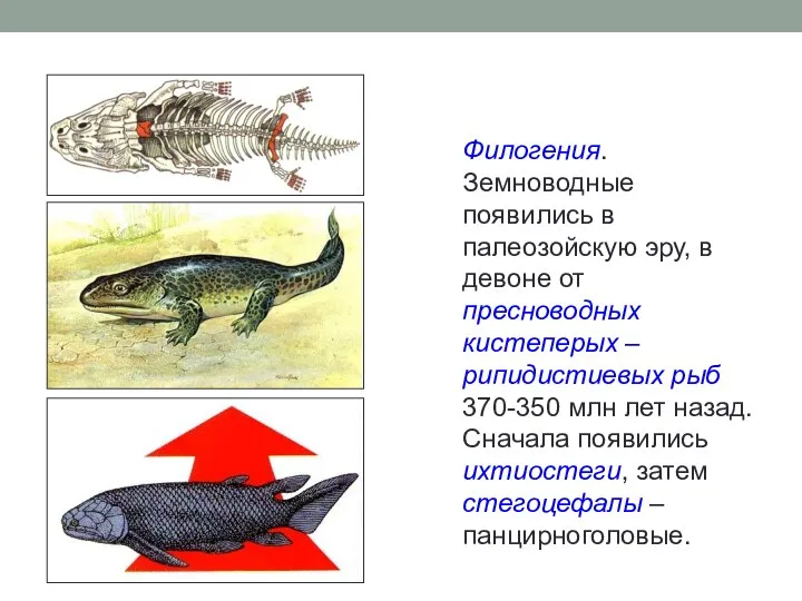 Филогения. Земноводные появились в палеозойскую эру, в девоне от пресноводных кистеперых