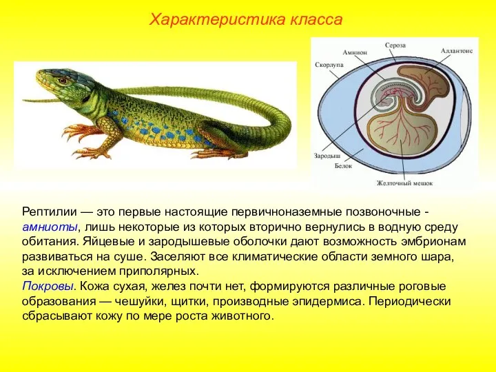 Характеристика класса Рептилии — это первые настоящие первичноназемные позвоночные - амниоты,