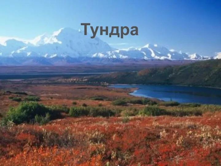 Арктическая зона Тундра