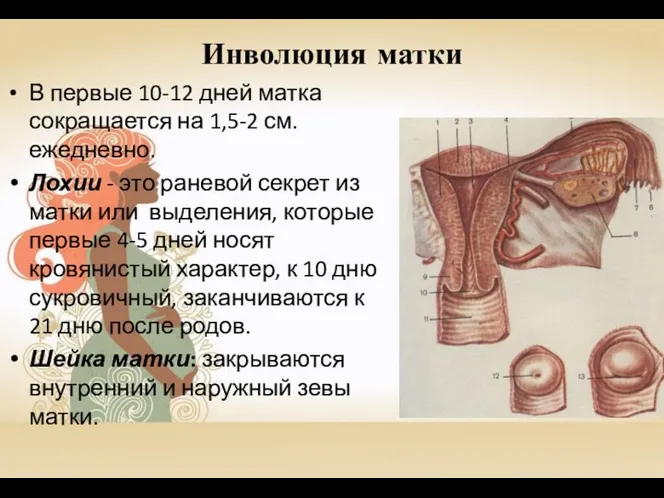 Инволюция матки В первые 10-12 дней матка сокращается на 1,5-2 см.