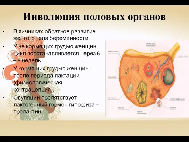 Инволюция половых органов В яичниках обратное развитие желтого тела беременности. У