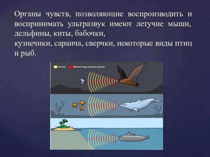 Органы чувств, позволяющие воспроизводить и воспринимать ультразвук имеют летучие мыши, дельфины,