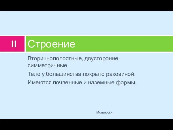 Вторичнополостные, двусторонне-симметричные Тело у большинства покрыто раковиной. Имеются почвенные и наземные формы. Строение Моллюски II