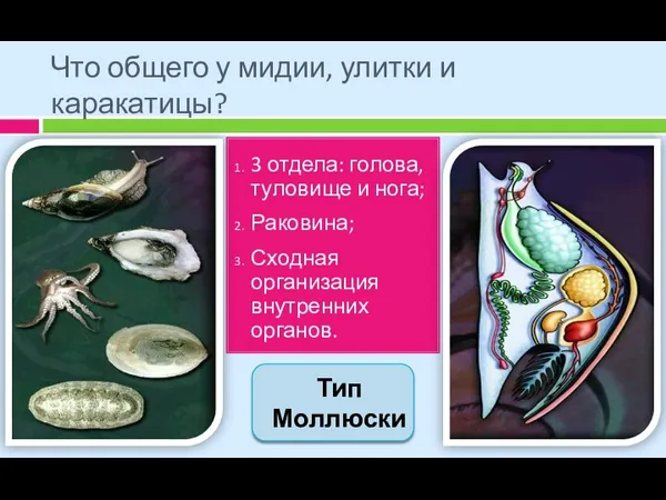 Что общего у мидии, улитки и каракатицы? 3 отдела: голова, туловище