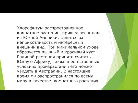 Хлорофитум-распространенное комнатное растение, пришедшее к нам из Южной Америки. Ценится за