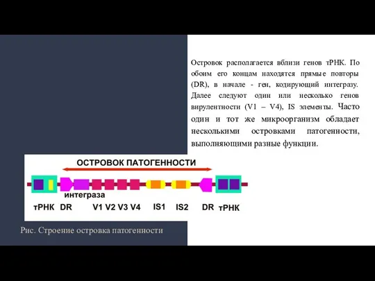 Островок располагается вблизи генов тРНК. По обоим его концам находятся прямые