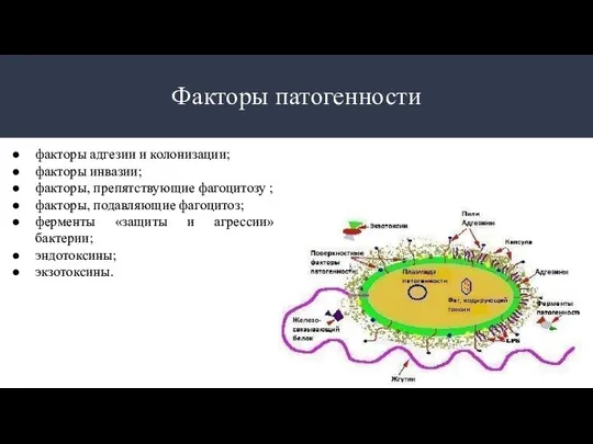 Факторы патогенности факторы адгезии и колонизации; факторы инвазии; факторы, препятствующие фагоцитозу