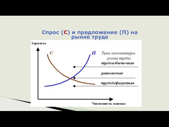 Спрос (С) и предложение (П) на рынке труда