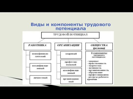 Виды и компоненты трудового потенциала