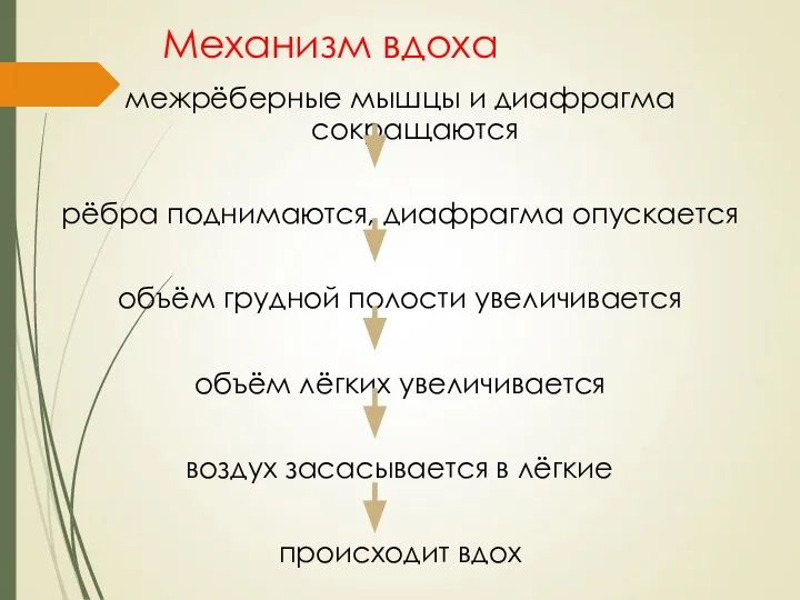 Механизм вдоха межрёберные мышцы и диафрагма сокращаются рёбра поднимаются, диафрагма опускается