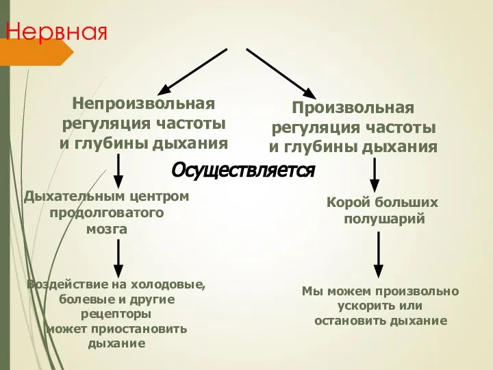 Нервная Непроизвольная регуляция частоты и глубины дыхания Произвольная регуляция частоты и