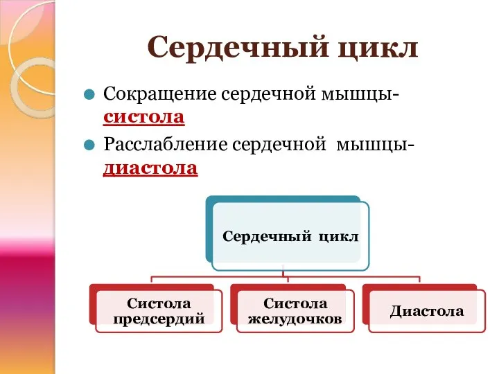 Сердечный цикл Сокращение сердечной мышцы- систола Расслабление сердечной мышцы- диастола