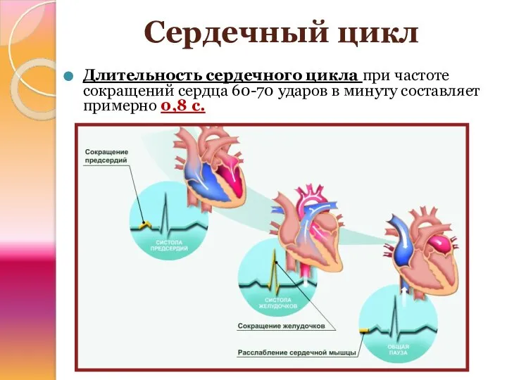 Сердечный цикл Длительность сердечного цикла при частоте сокращений сердца 60-70 ударов