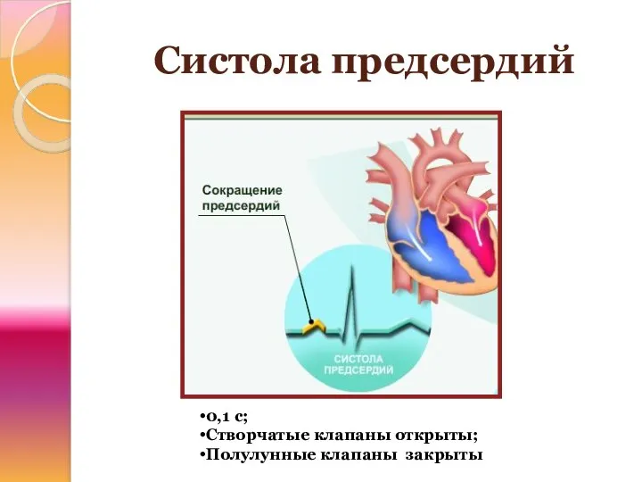 Систола предсердий 0,1 с; Створчатые клапаны открыты; Полулунные клапаны закрыты