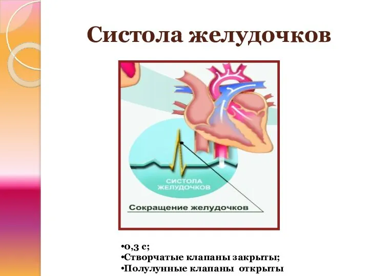 Систола желудочков 0,3 с; Створчатые клапаны закрыты; Полулунные клапаны открыты