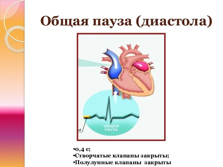 Общая пауза (диастола) 0,4 с; Створчатые клапаны закрыты; Полулунные клапаны закрыты