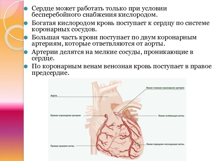 Сердце может работать только при условии бесперебойного снабжения кислородом. Богатая кислородом