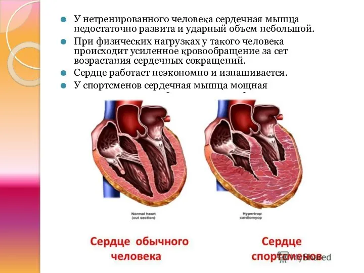 У нетренированного человека сердечная мышца недостаточно развита и ударный объем небольшой.