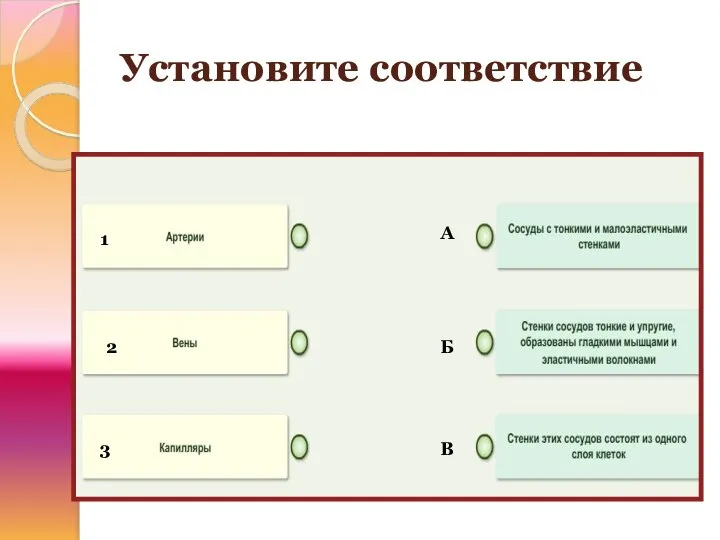 Установите соответствие 1 2 3 А Б В