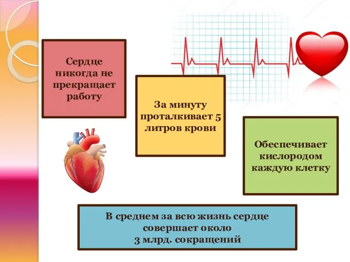 Сердце никогда не прекращает работу За минуту проталкивает 5 литров крови