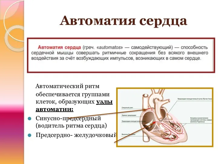 Автоматия сердца Автоматический ритм обеспечивается группами клеток, образующих узлы автоматии: Синусно-предсердный(водитель ритма сердца) Предсердно- желудочковый