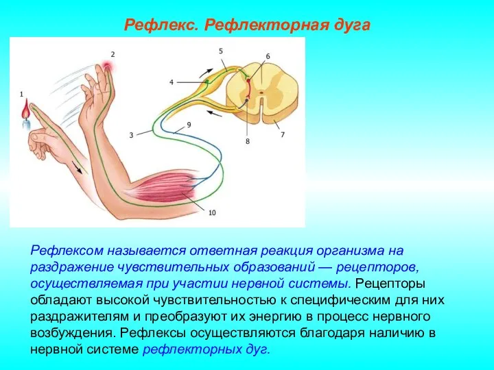 Рефлекс. Рефлекторная дуга Рефлексом называется ответная реакция организма на раздражение чувствительных