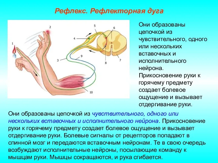 Рефлекс. Рефлекторная дуга Они образованы цепочкой из чувствительного, одного или нескольких