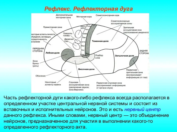 Рефлекс. Рефлекторная дуга Часть рефлекторной дуги какого-либо рефлекса всегда располагается в