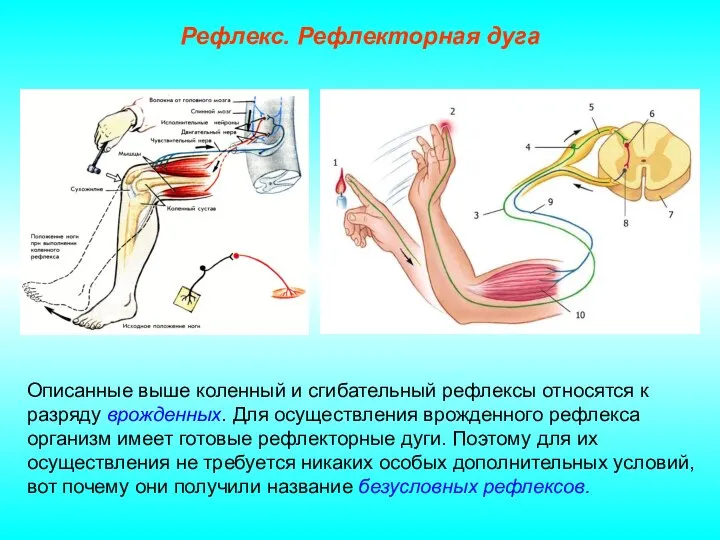 Рефлекс. Рефлекторная дуга Описанные выше коленный и сгибательный рефлексы относятся к