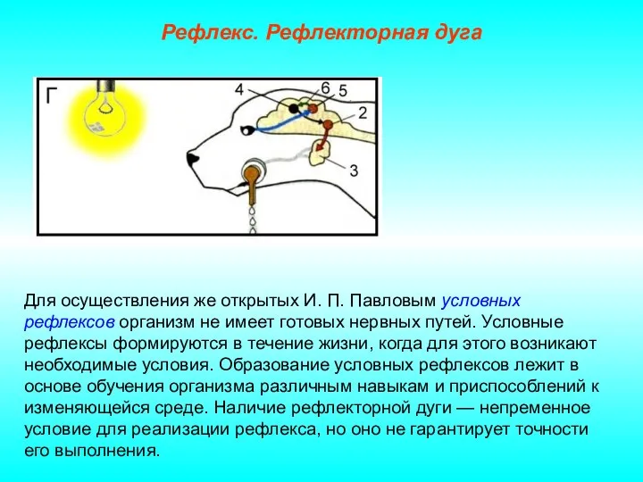 Рефлекс. Рефлекторная дуга Для осуществления же открытых И. П. Павловым условных