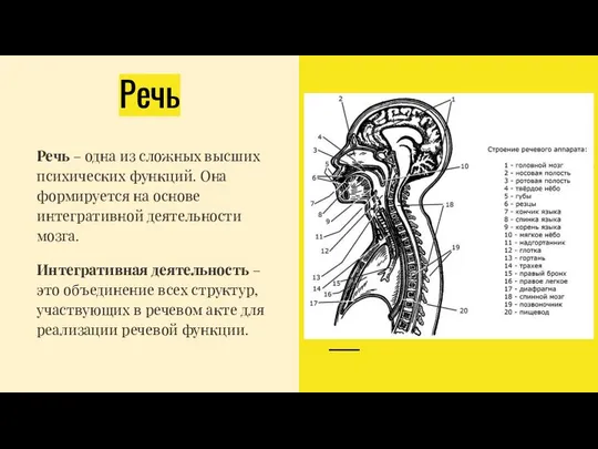 Речь Речь – одна из сложных высших психических функций. Она формируется