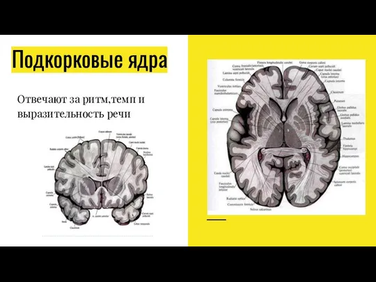 Подкорковые ядра Отвечают за ритм,темп и выразительность речи