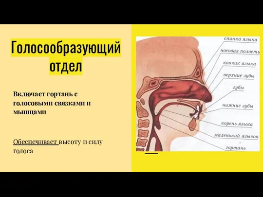 Голосообразующий отдел Включает гортань с голосовыми связками и мышцами Обеспечивает высоту и силу голоса