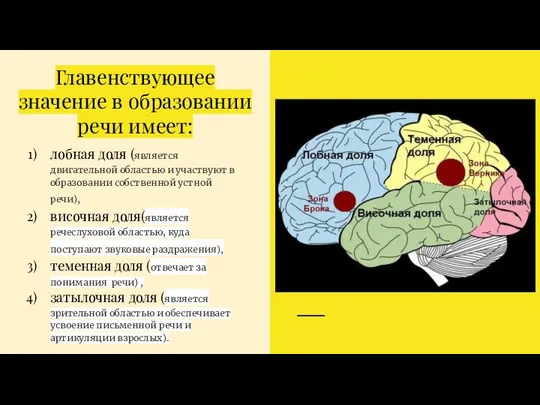 Главенствующее значение в образовании речи имеет: лобная доля (является двигательной областью