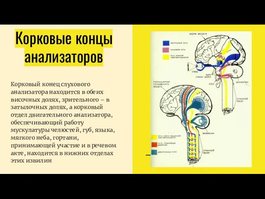 Корковые концы анализаторов Корковый конец слухового анализатора находится в обеих височных