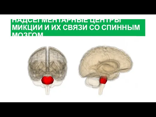 НАДСЕГМЕНТАРНЫЕ ЦЕНТРЫ МИКЦИИ И ИХ СВЯЗИ СО СПИННЫМ МОЗГОМ