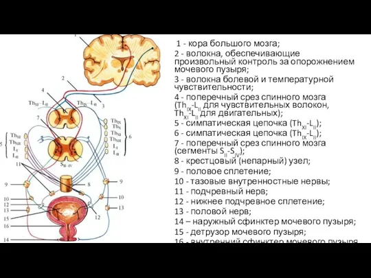 1 - кора большого мозга; 2 - волокна, обеспечивающие произвольный контроль