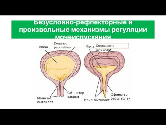 Безусловно-рефлекторные и произвольные механизмы регуляции мочеиспускания Детрузор расслаблен Сокращение детрузора