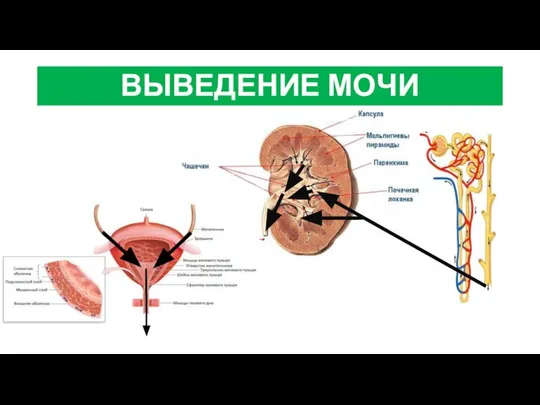 ВЫВЕДЕНИЕ МОЧИ