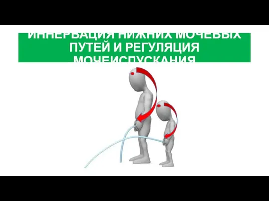 ИННЕРВАЦИЯ НИЖНИХ МОЧЕВЫХ ПУТЕЙ И РЕГУЛЯЦИЯ МОЧЕИСПУСКАНИЯ