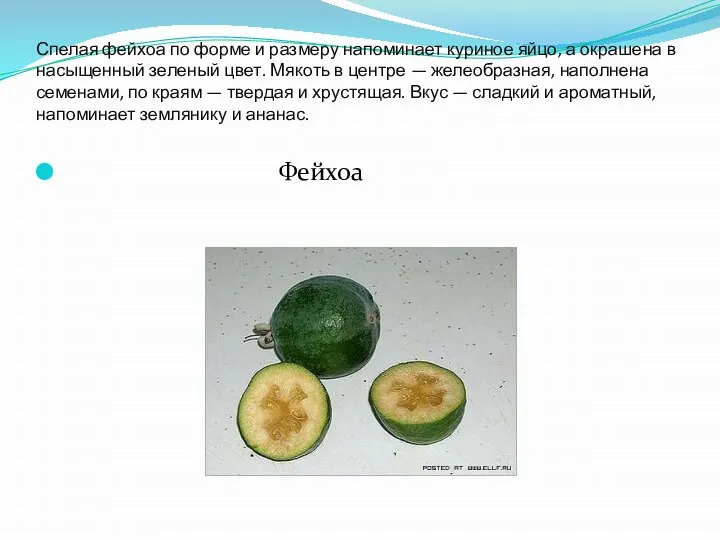 Спелая фейхоа по форме и размеру напоминает куриное яйцо, а окрашена