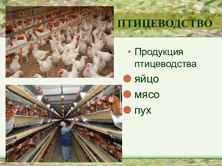 Продукция птицеводства яйцо мясо пух ПТИЦЕВОДСТВО