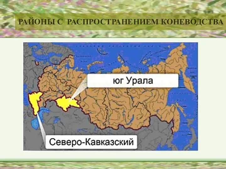 РАЙОНЫ С РАСПРОСТРАНЕНИЕМ КОНЕВОДСТВА