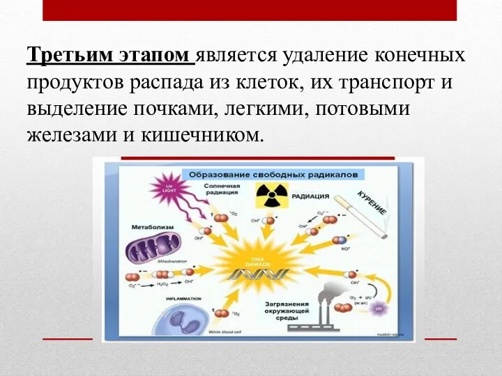 Третьим этапом является удаление конечных продуктов распада из клеток, их транспорт