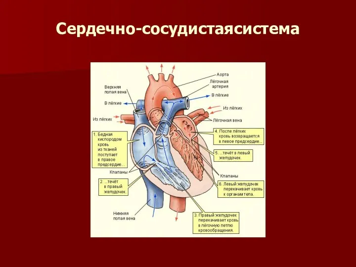 Сердечно-сосудистаясистема