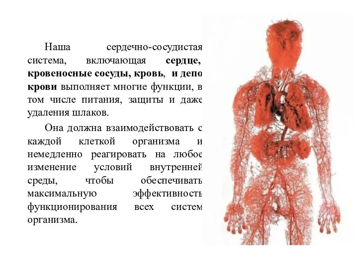 Наша сердечно-сосудистая система, включающая сердце, кровеносные сосуды, кровь, и депо крови