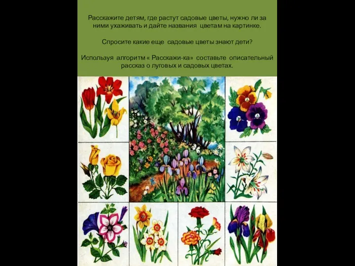 Расскажите детям, где растут садовые цветы, нужно ли за ними ухаживать