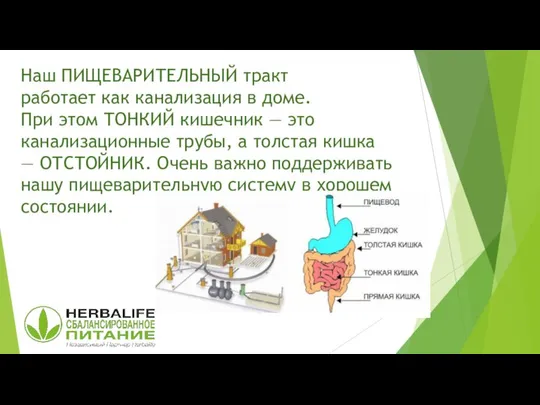 Наш ПИЩЕВАРИТЕЛЬНЫЙ тракт работает как канализация в доме. При этом ТОНКИЙ